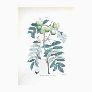 Vincenzo Tenore, The Whitebeam, litografía, década de 1870
