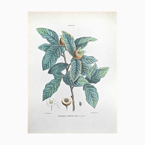 Vincenzo Tenore, The Common Medlar, Lithograph, 1870s