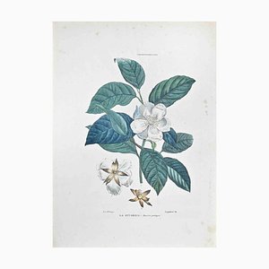 Vincenzo Tenore, The Stuartzia, Lithograph, 1870s