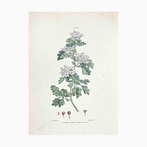 Vincenzo Tenore, The Hawthorn, Lithograph, 1870s