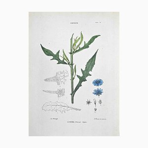 Vincenzo Tenore, The Chicory, Lithograph, 1870s