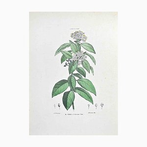 Vincenzo Tenore, The Tino, Lithographie, 1870er