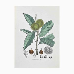 Vincenzo Tenore, The Chestnut, Lithograph, 1870s