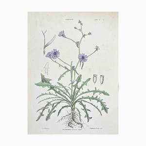 Vincenzo Tenore, The Chicory, Lithograph, 1870s