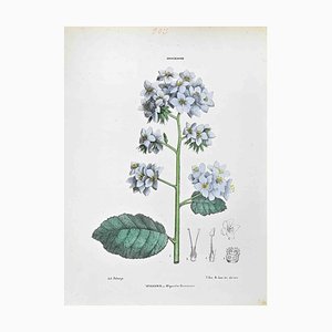 Vincenzo Tenore, The Hydroleaceae, Lithograph, 1870s