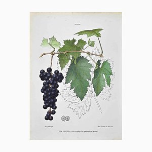 Vincenzo Tenore, The Ampelideae, Lithograph, 1870s