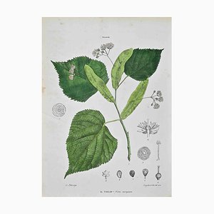 Vincenzo Tenore, Le Tiliaceae, Litografia, 1870s
