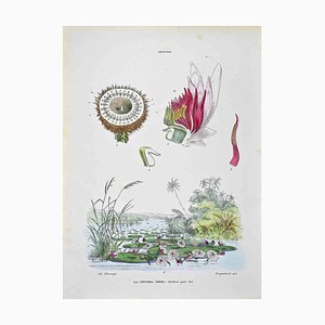 Vincenzo Tenore, The Nymphaeae, Lithograph, 1870s