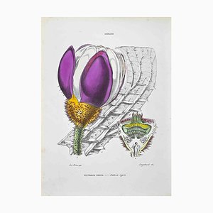 Vincenzo Tenore, The Nymphaeae, Lithograph, 1870s