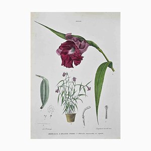 Vincenzo Tenore, The Orchids, Lithograph, 1870s