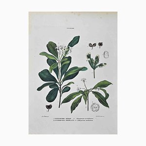 Vincenzo Tenore, Pittosporeae, Lithograph, 1870s