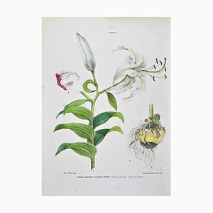 Vincenzo Tenore, The Lilies, Lithograph, 1870s