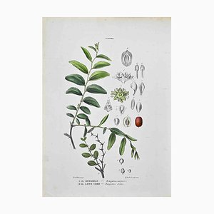 Vincenzo Tenore, The Rannee, Lithograph, 1870s
