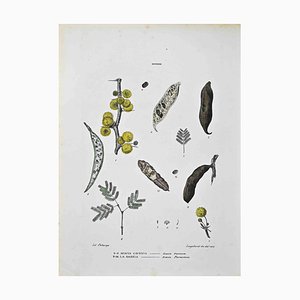 Vincenzo Tenore, The Mimosas, Lithograph, 1870s