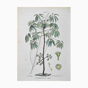 Vincenzo Tenore, The Araliaceae, Lithograph, 1870s