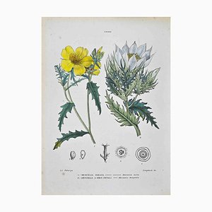 Vincenzo Tenore, Il Loasee, Litografia, 1870s