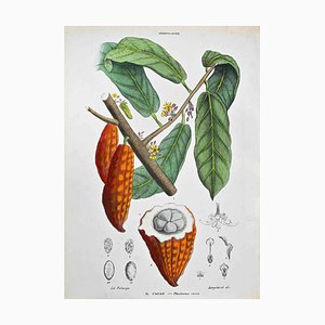 Vincenzo Tenore, The Sterculaceae, Lithograph, 1870s