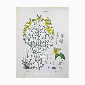 Vincenzo Tenore, The Hypericaceae, Lithograph, 1870s