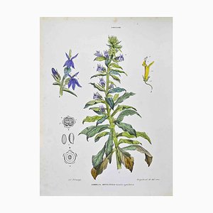 Vincenzo Tenore, The Lobeliaceae, Lithograph, 1870s