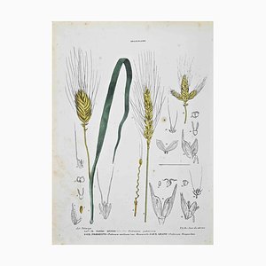 Vincenzo Tenore, The Graminaceae, Lithographie, 1870s