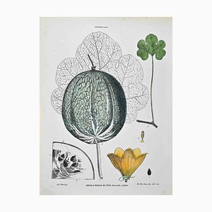 Vincenzo Tenore, The Cucurbitaceae, Lithograph, 1870s