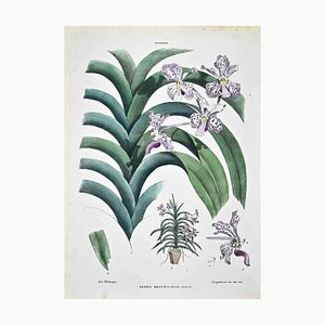 Vincenzo Tenore, The Orchids, Lithograph, 1870s