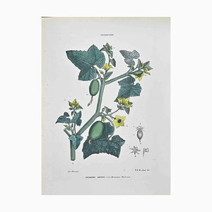 Vincenzo Tenore, The Cucurbitaceae, Lithograph, 1870s