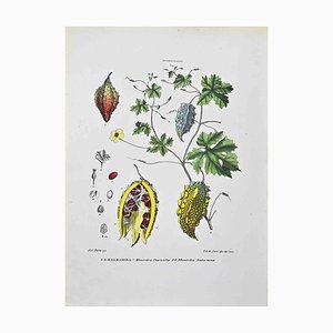 Vincenzo Tenore, The Cucurbitaceae, Lithograph, 1870s