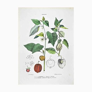 Vincenzo Tenore, The Solanaceae, Lithograph, 1870s