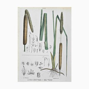 Vincenzo Tenore, The Typhaceae, Lithograph, 1870s