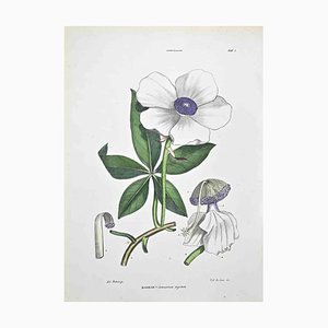 Vincenzo Tenore, The Sterculaceae, Lithograph, 1870s
