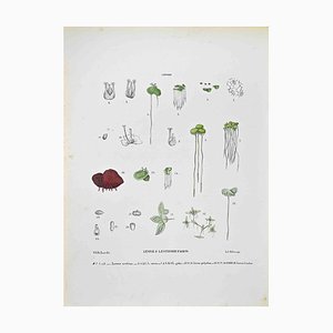 Vincenzo Tenore, The Lemne or Duckweed, Lithograph, 1870s