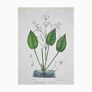 Vincenzo Tenore, The Alismaceae, Lithograph, 1870s