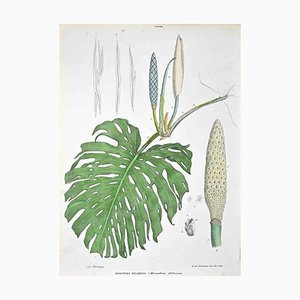 Vincenzo Tenore, The Araceae, Lithograph, 1870s