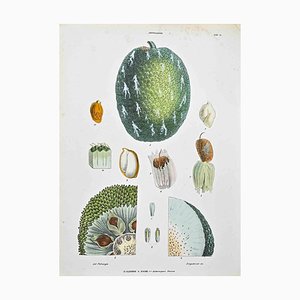 Vincenzo Tenore, The Artocapeae, Lithographie, 1870s