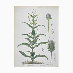 Vincenzo Tenore, The Dipsaceae, Lithograph, 1870s
