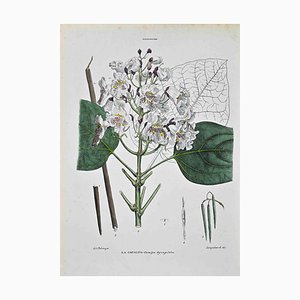 Vincenzo Tenore, The Bignoniaceae, Lithograph, 1870s