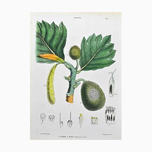 Vincenzo Tenore, The Artocapeae, Lithograph, 1870s