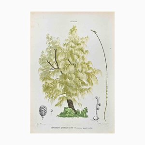 Vincenzo Tenore, The Casuarinae, Lithograph, 1870s