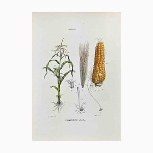 Vincenzo Tenore, The Graminaceae, Lithograph, 1870s