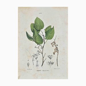 Vincenzo Tenore, Le Rannee, Lithograph, 1870s