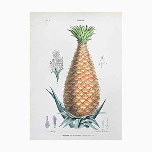 Vincenzo Tenore, The Bromeliads, Lithograph, 1870s