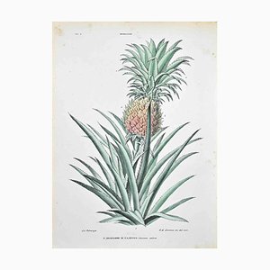 Vincenzo Tenore, The Bromeliads, Lithograph, 1870s