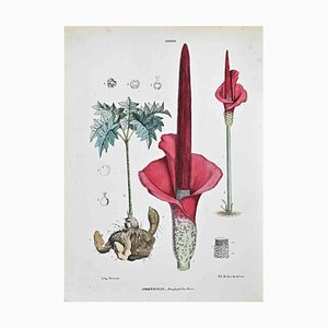 Vincenzo Tenore, The Aroideae, Lithograph, 1870s