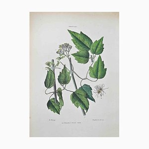 Vincenzo Tenore, Ranunculaceae, Lithograph, 1870s