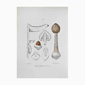 Vincenzo Tenore, The Agaric Procerus, Lithograph, 1870s