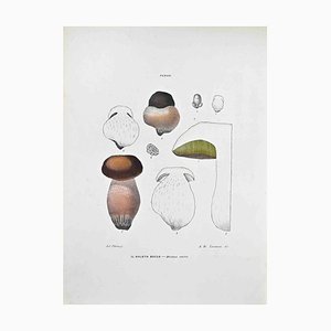Vincenzo Tenore, The Boletus Eduli, Lithograph, 1870s