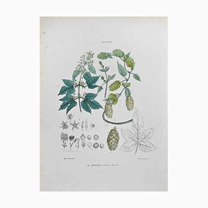 Vincenzo Tenore, The Hops, Lithograph, 1870s