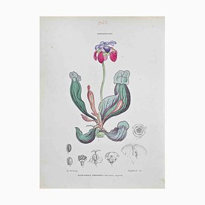 Vincenzo Tenore, Sarracenia Porporina, Lithograph, 1870s