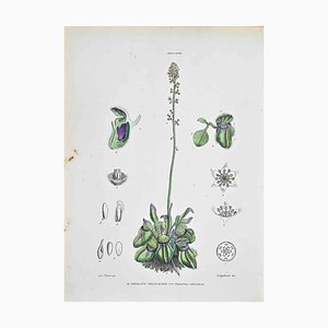 Vincenzo Tenore, The Follicular Cephalotus, Lithograph, 1870s